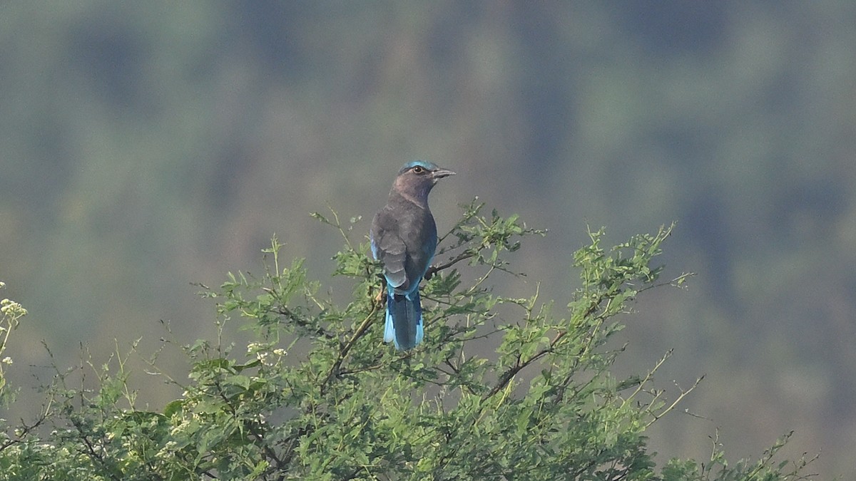 Indochinese Roller - ML645382798