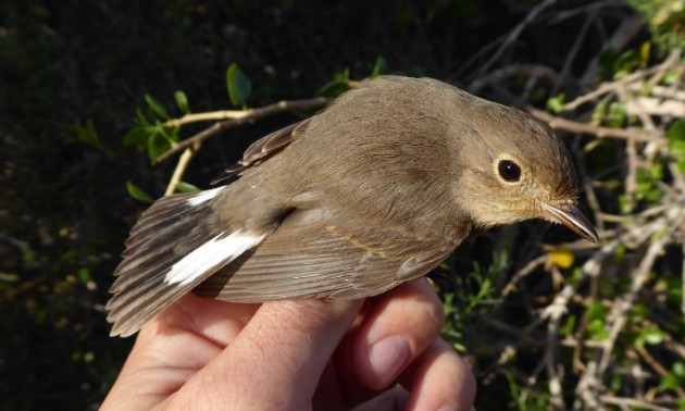 Red-breasted Flycatcher - ML645382802