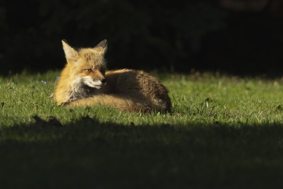 Red Fox - ML645382811