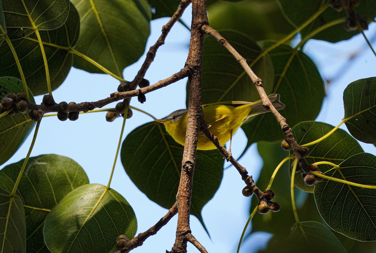 Gray-hooded Warbler - ML645382813