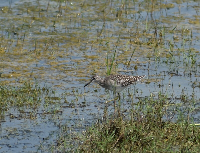 タカブシギ - ML645382822