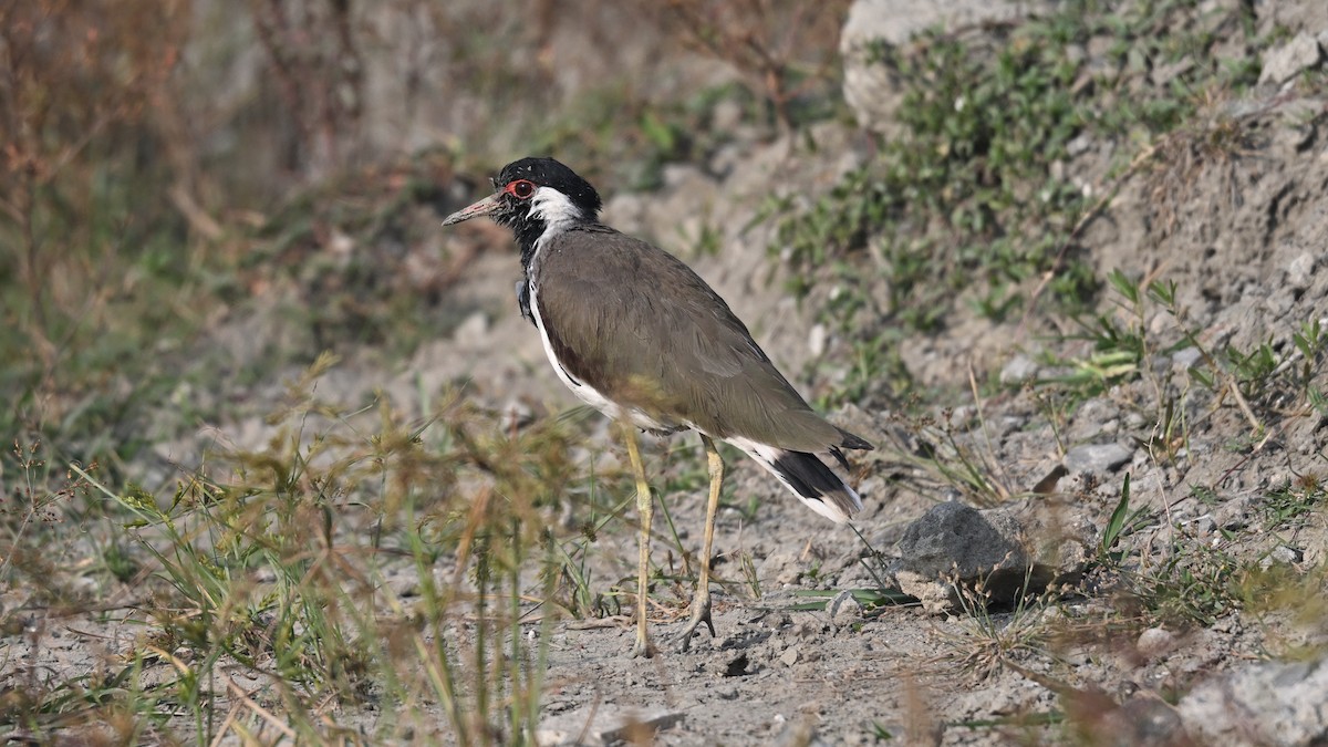 Red-wattled Lapwing - ML645382830
