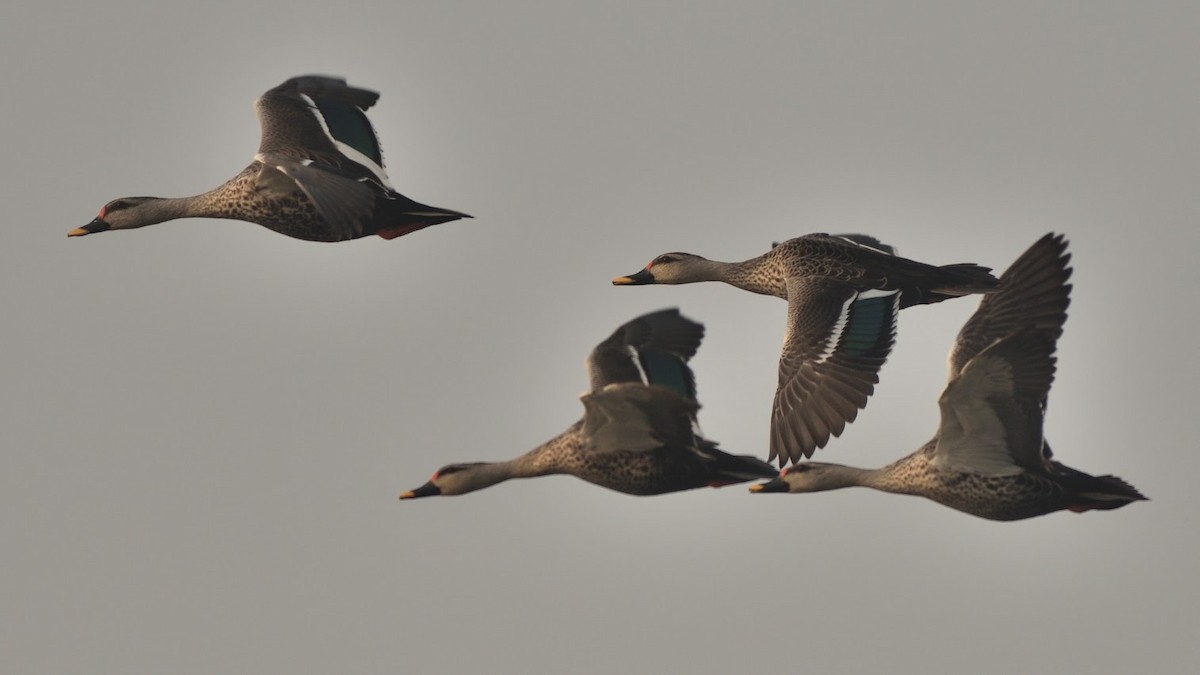 Indian Spot-billed Duck - ML645382854