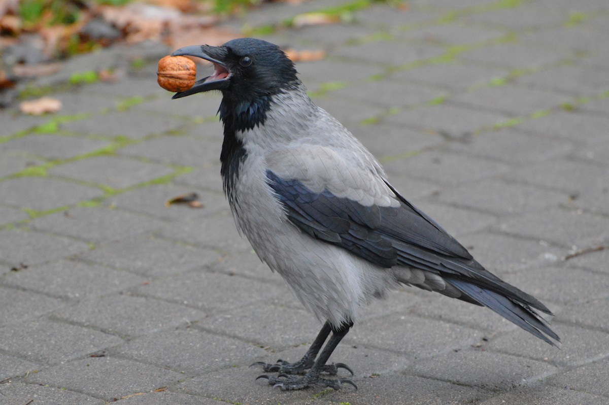 Hooded Crow - ML645382855