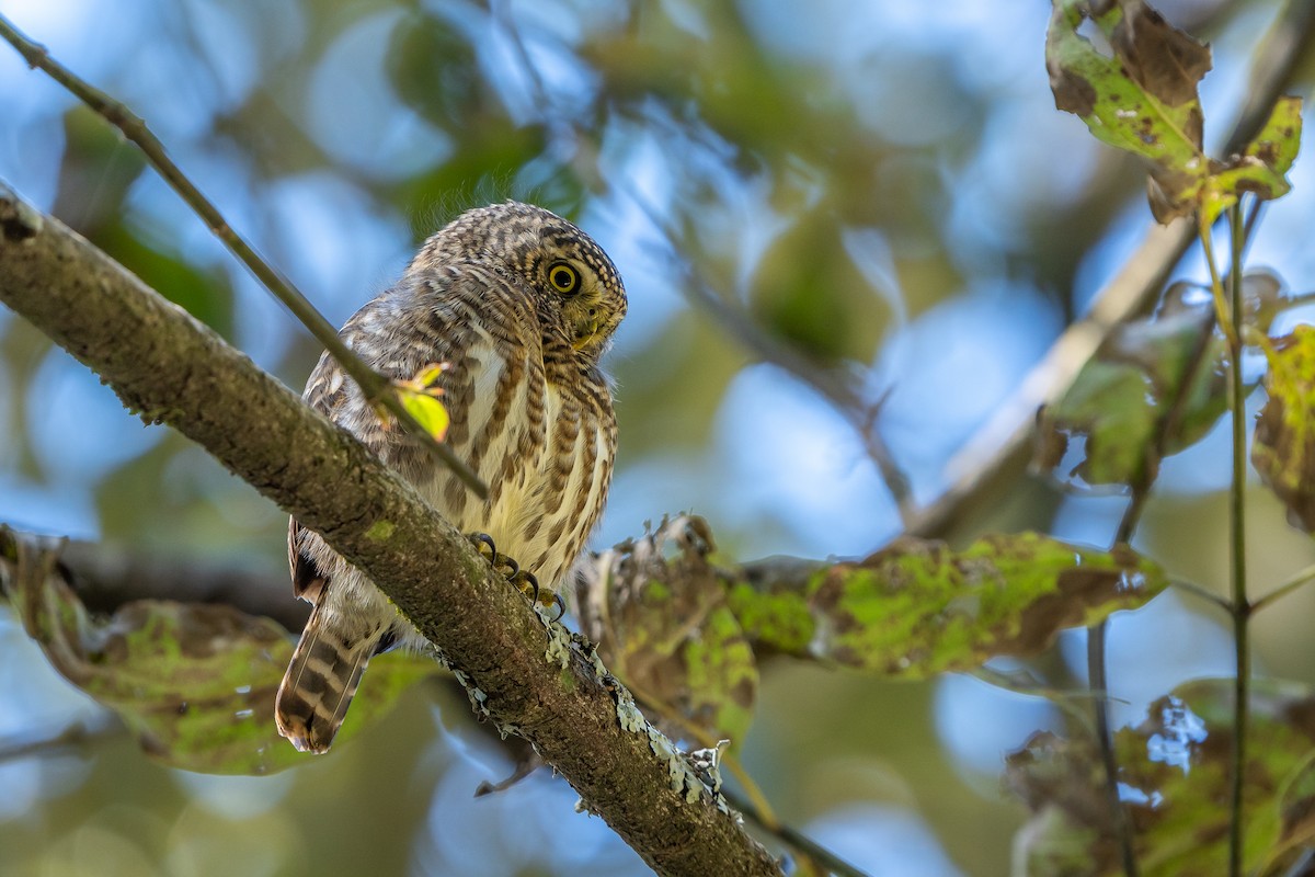 Collared Owlet - ML645382860