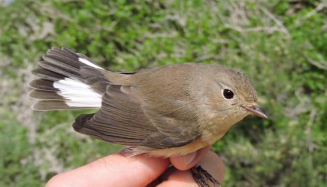 Red-breasted Flycatcher - ML645382863