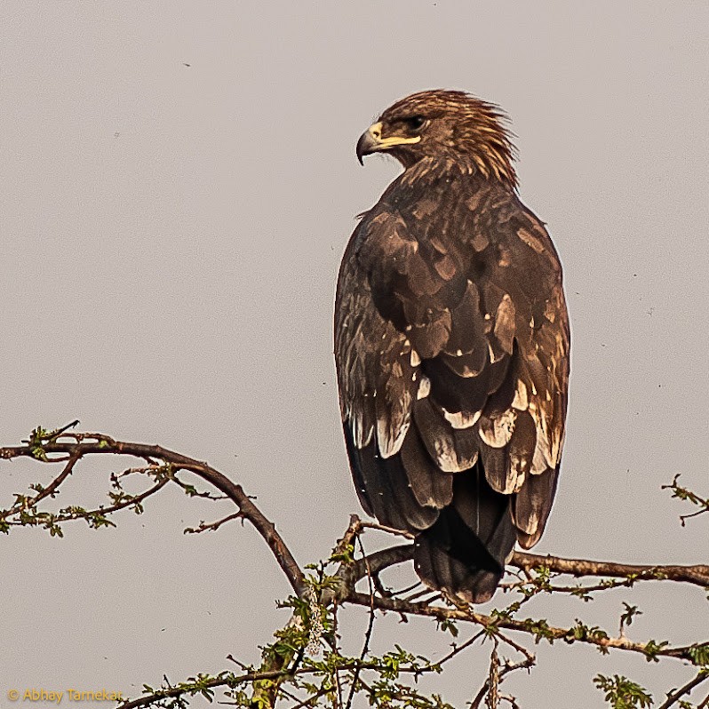 Greater Spotted Eagle - ML645382866