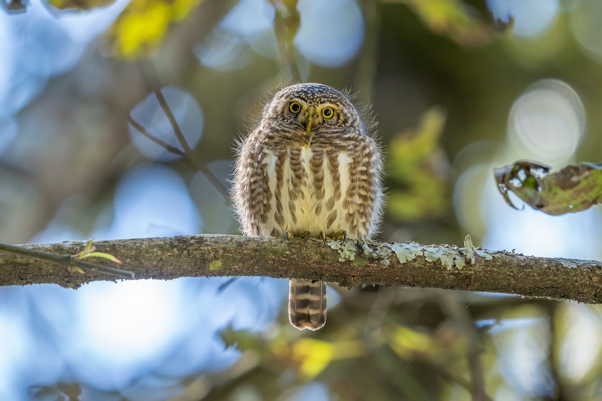Collared Owlet - ML645382870