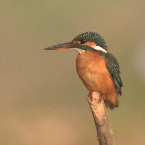 Common Kingfisher - ML645382871