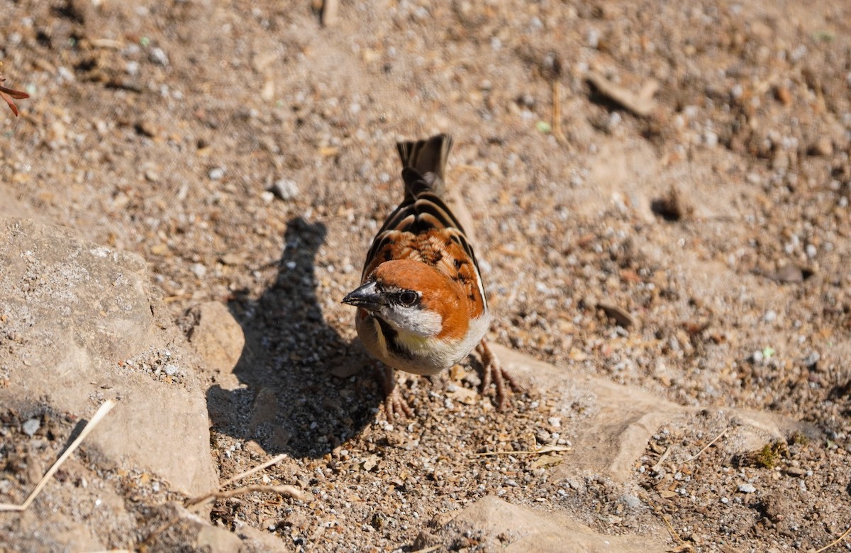 Russet Sparrow - ML645382873