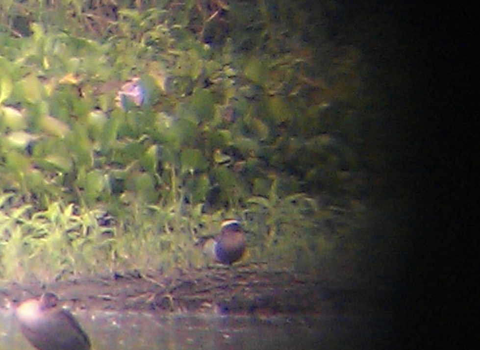 Çıkrıkçın - ML645382876