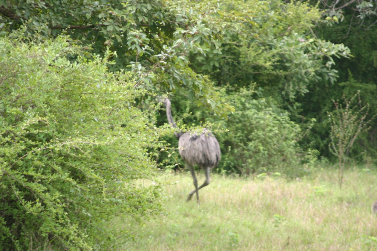 Greater Rhea - ML645382878