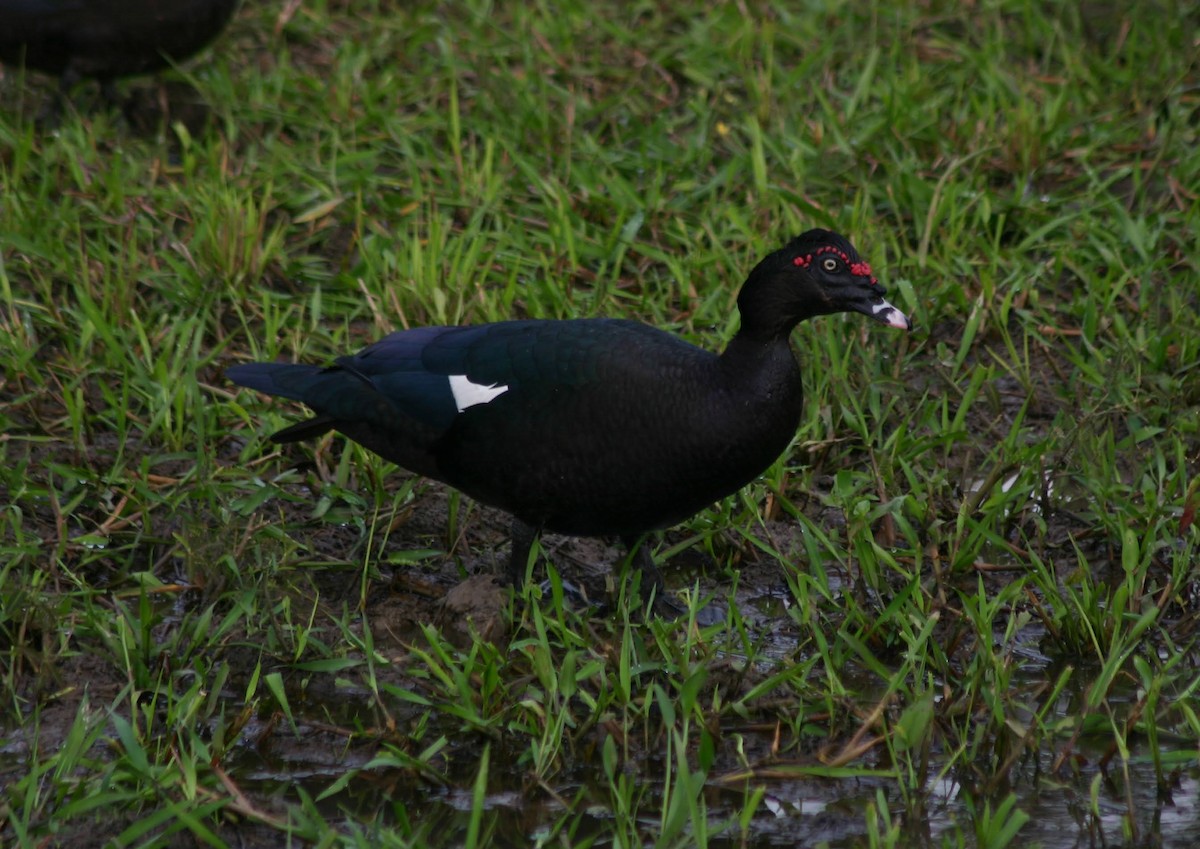 Muscovy Duck - ML645382888