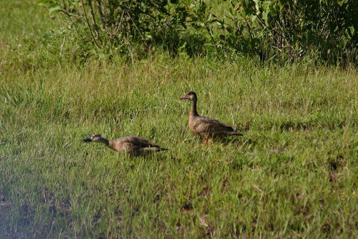 Brazilian Teal - ML645382889