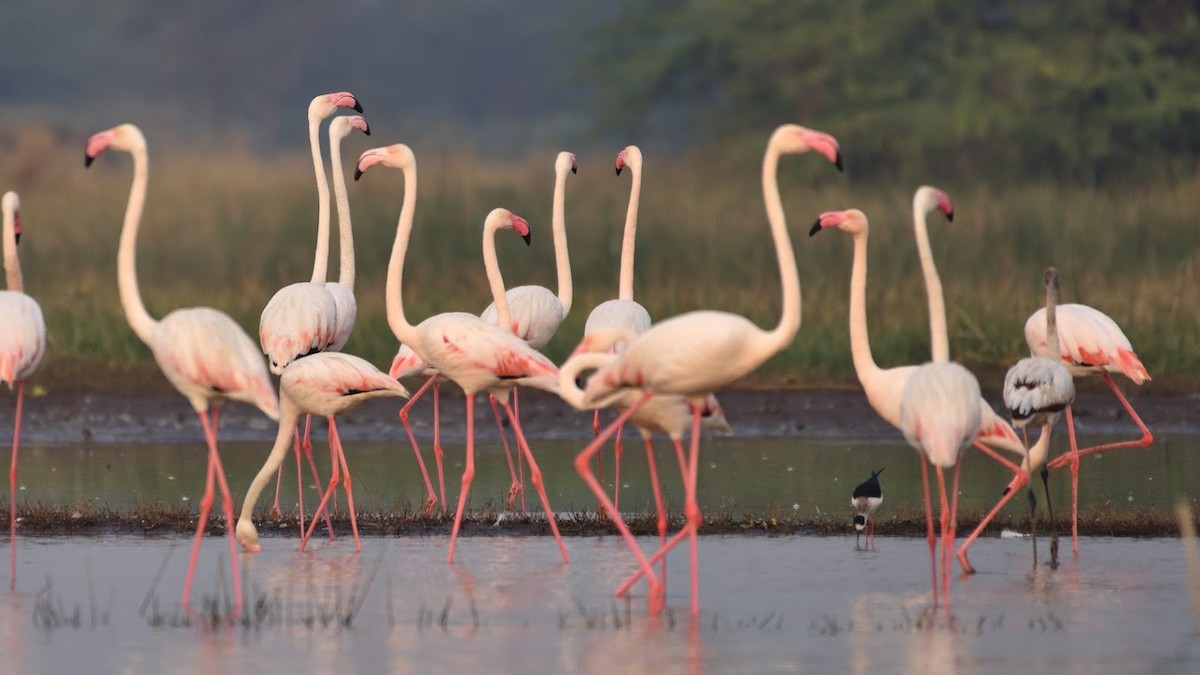 Greater Flamingo - ML645382891