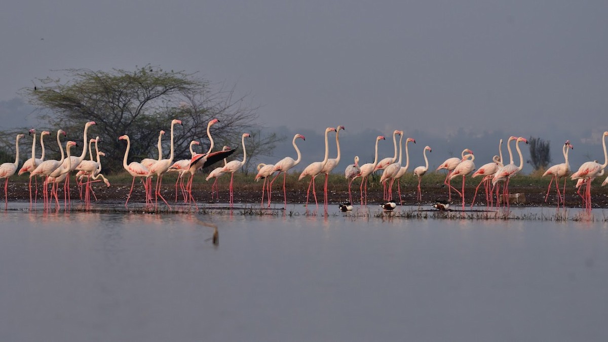 Greater Flamingo - ML645382892