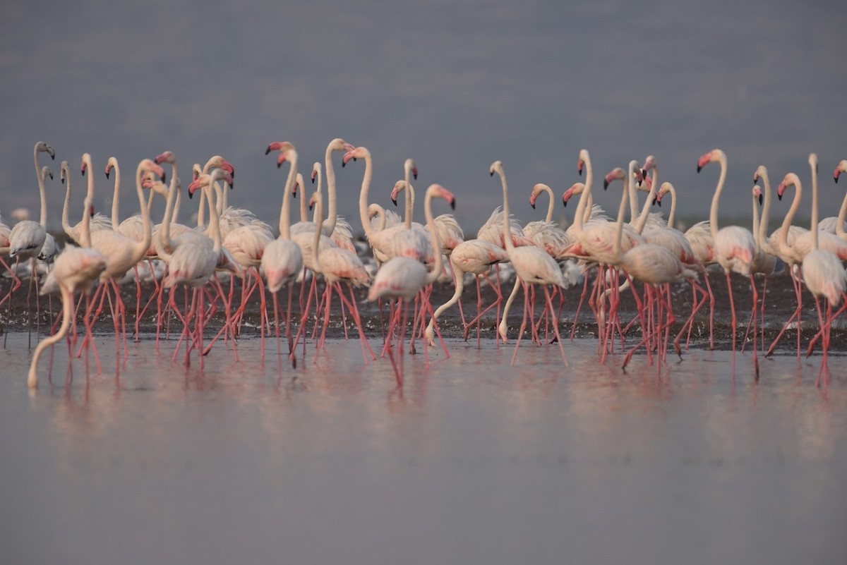 Greater Flamingo - ML645382893