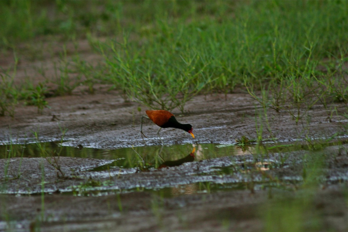Wattled Jacana - ML645382896