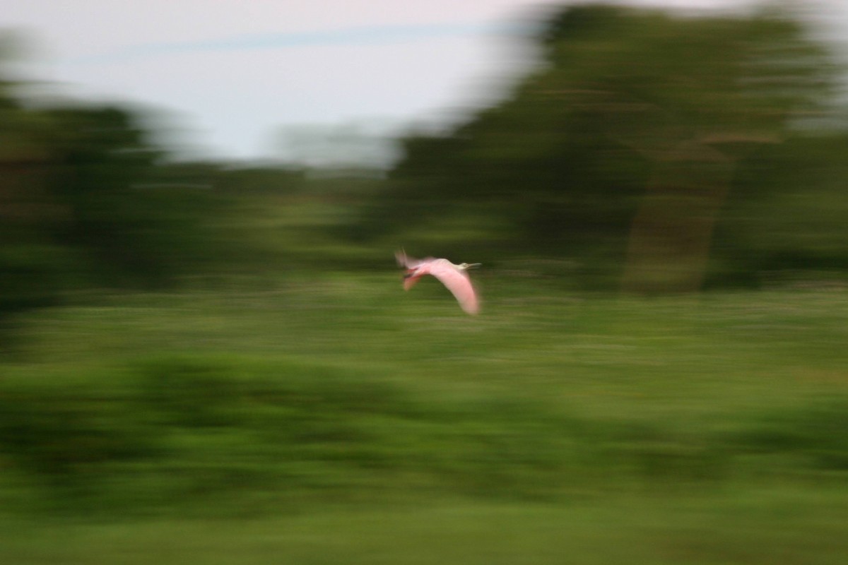 Roseate Spoonbill - ML645382899