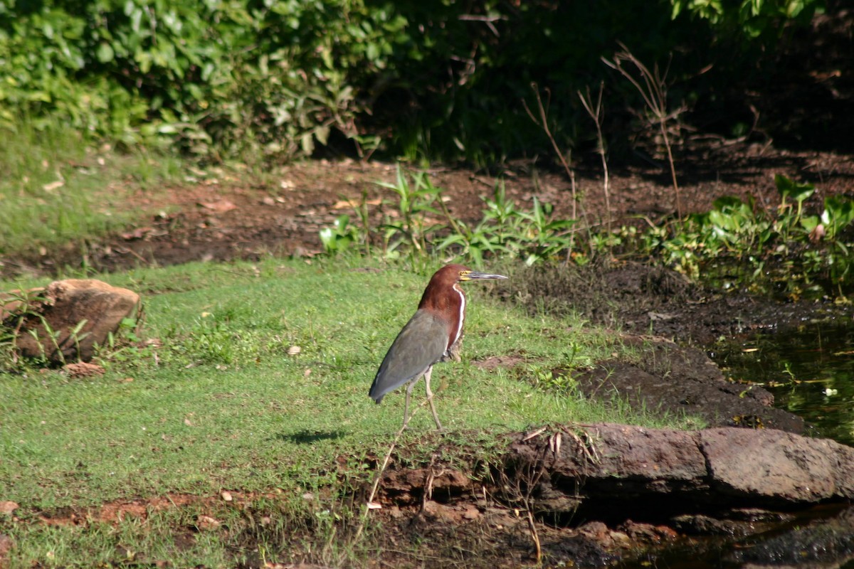 Rufescent Tiger-Heron - ML645382905