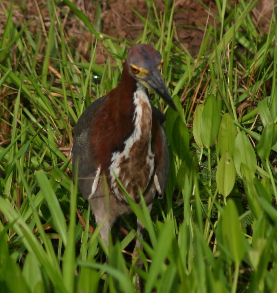 Rufescent Tiger-Heron - ML645382906