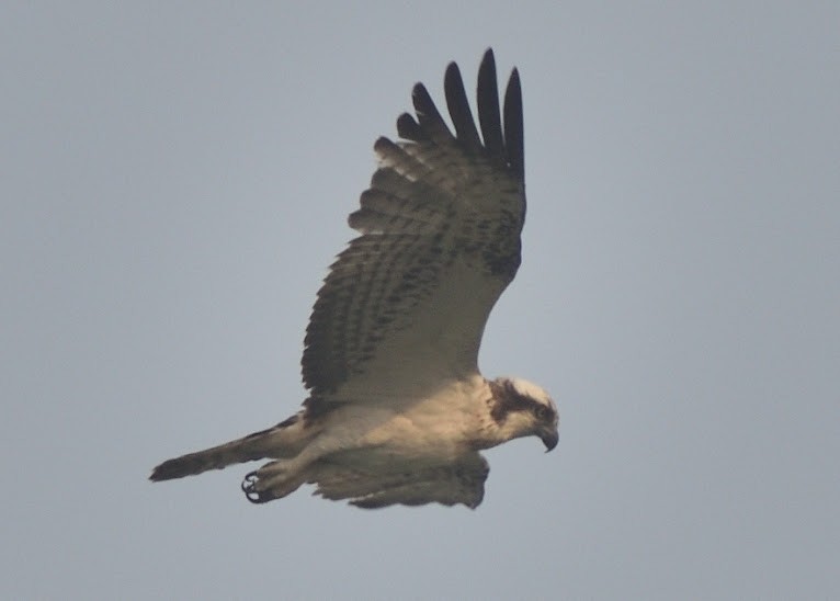 Osprey - ML645382907