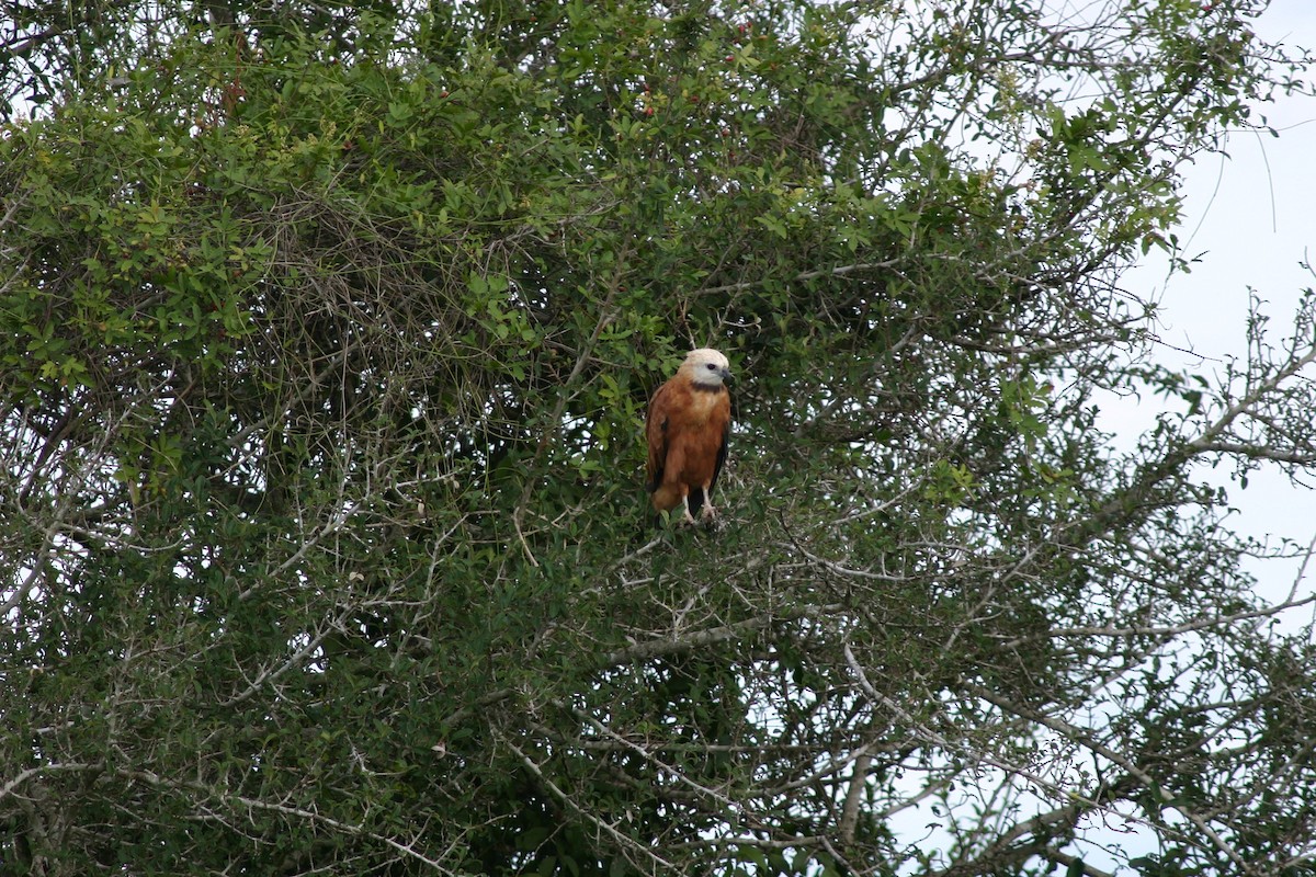 Black-collared Hawk - ML645382908