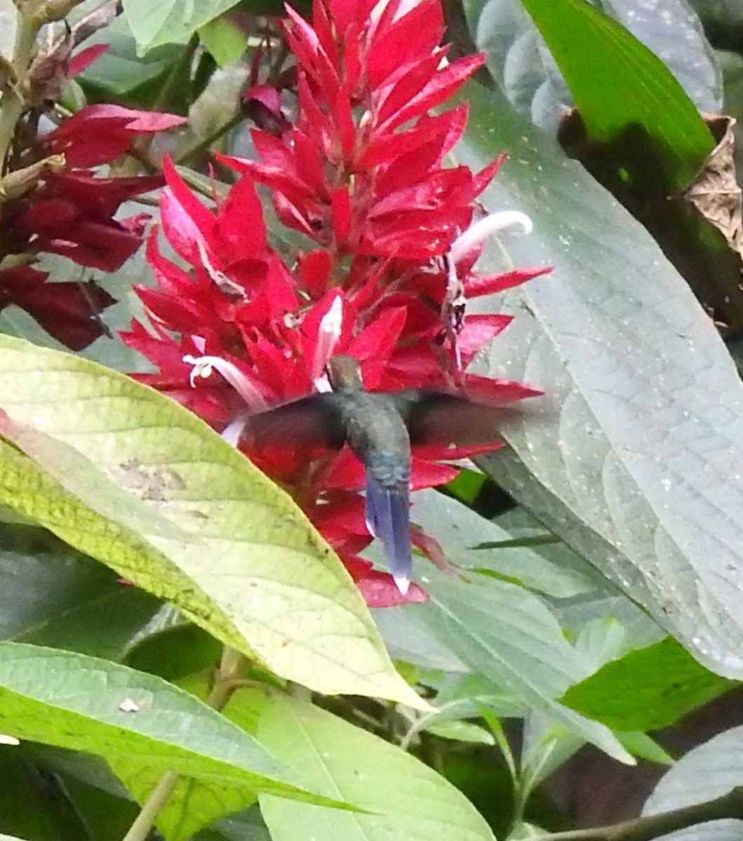 stripestrupeeremitt - ML645382911