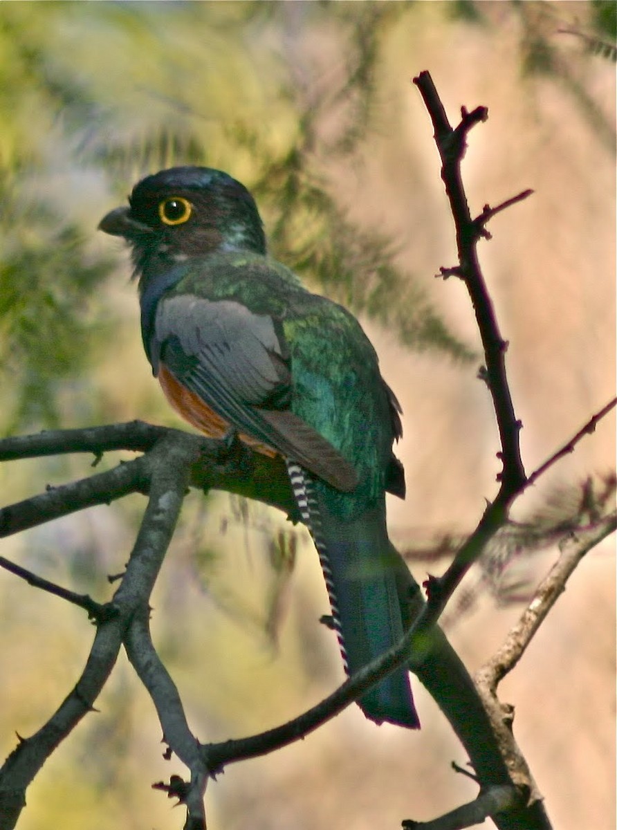 Blue-crowned Trogon - ML645382912