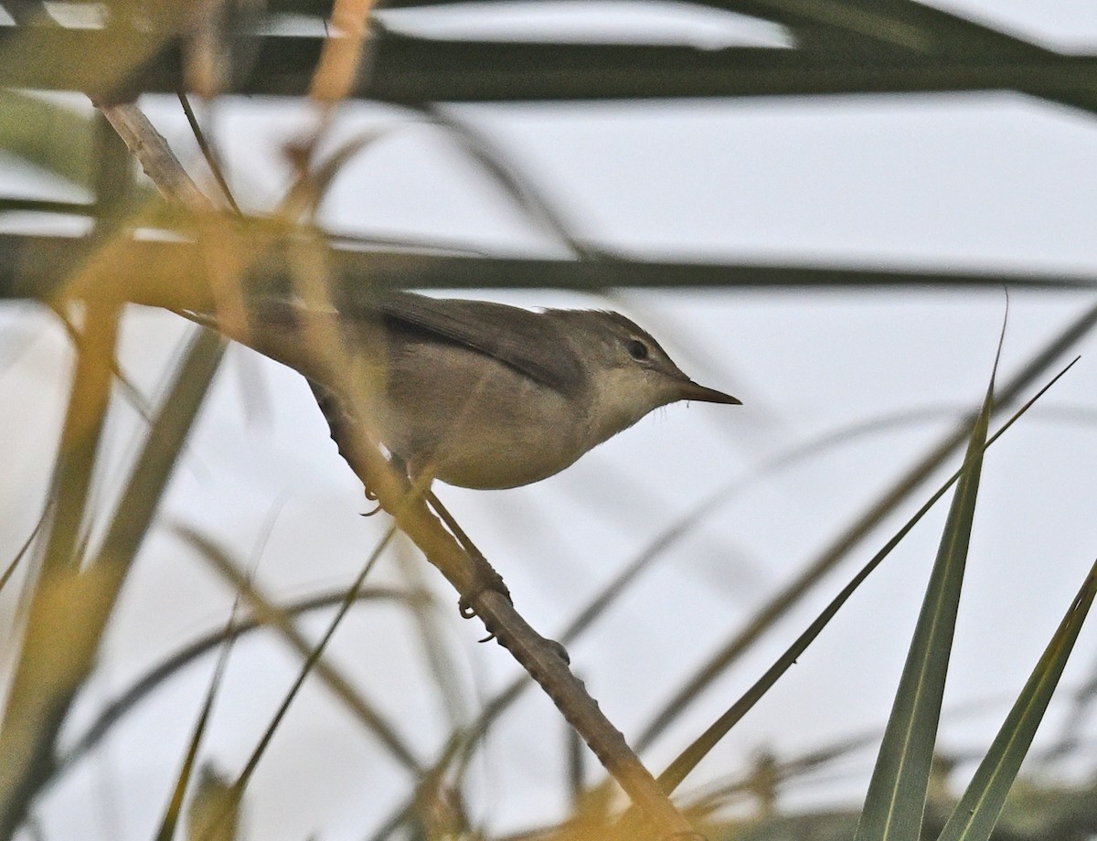 Blyth's Reed Warbler - ML645382915
