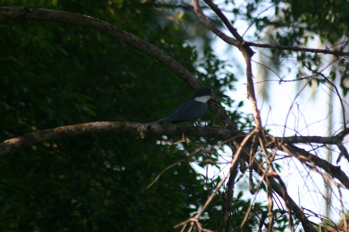 Ringed Kingfisher - ML645382916