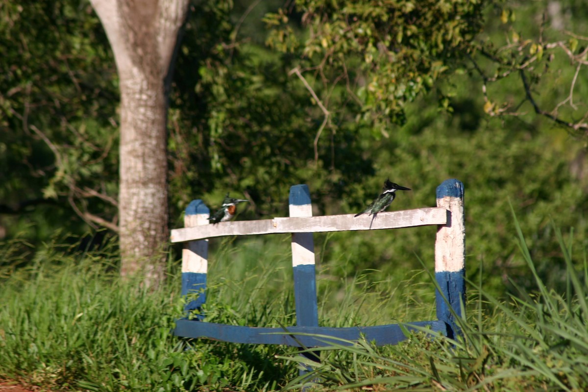 Amazon Kingfisher - ML645382918