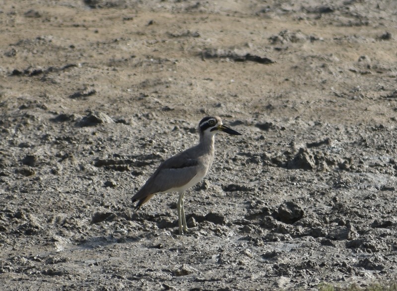 Great Thick-knee - ML645382919