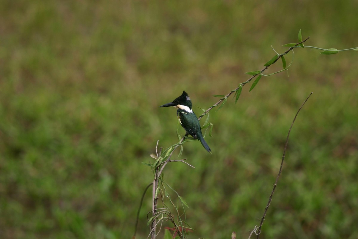 Green Kingfisher - ML645382926