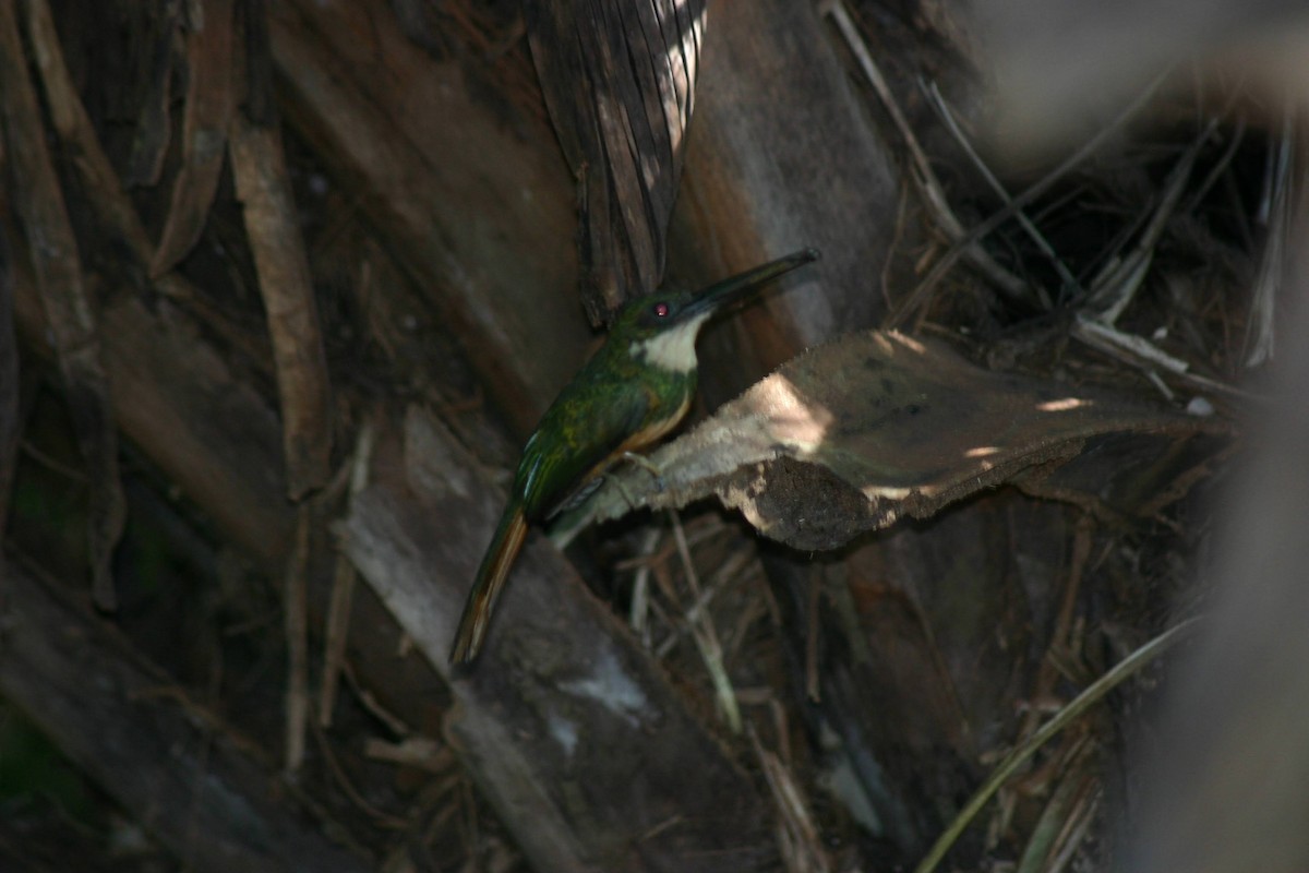 Rufous-tailed Jacamar - ML645382930