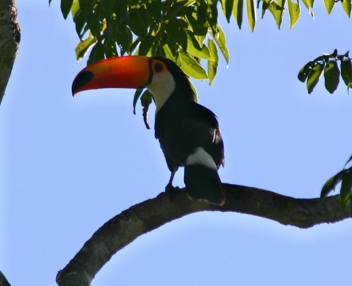 オニオオハシ - ML645382931