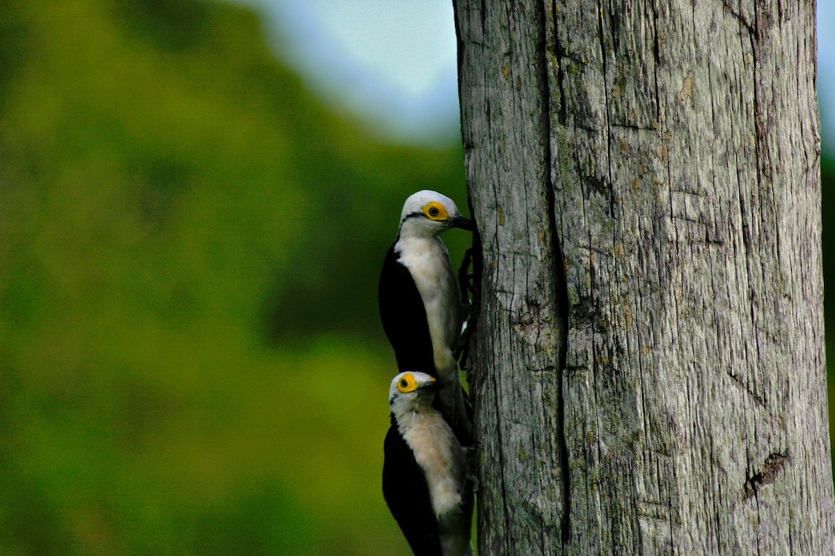 White Woodpecker - ML645382932