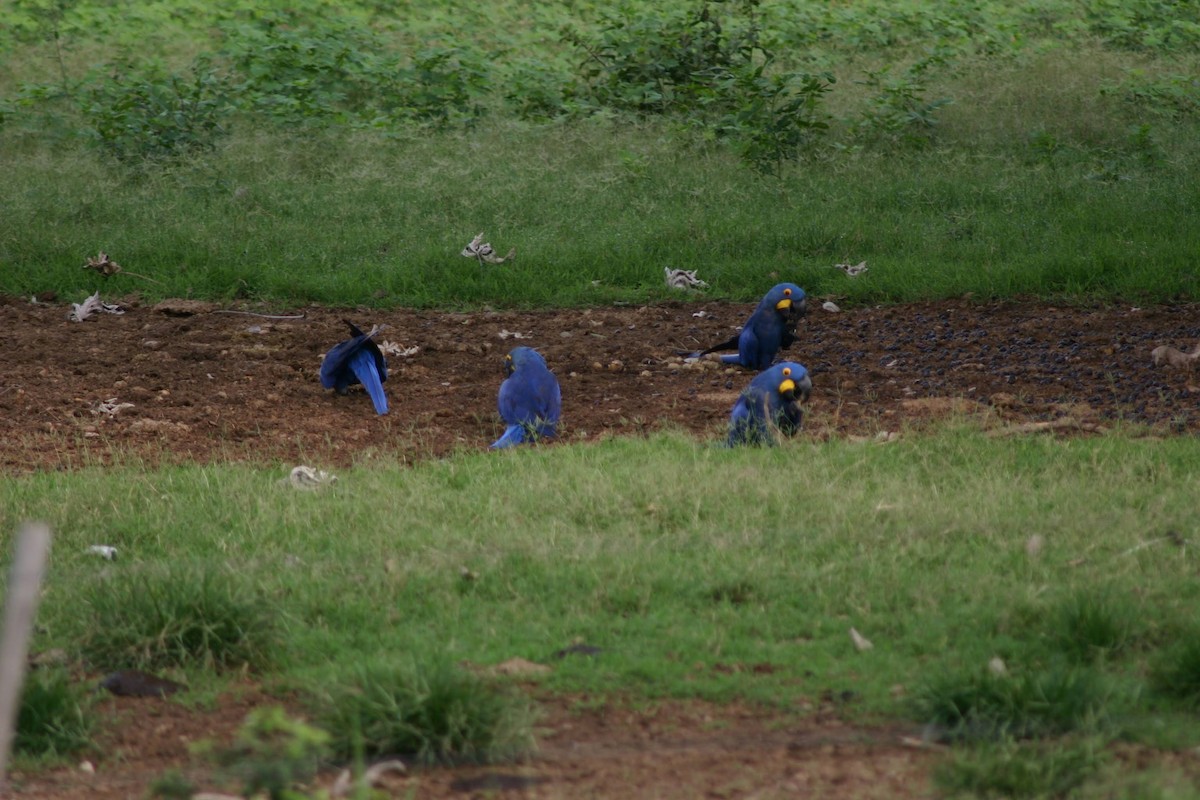 Hyacinth Macaw - ML645382935