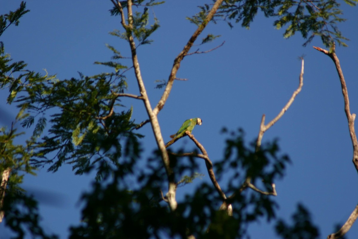 Yellow-collared Macaw - ML645382939