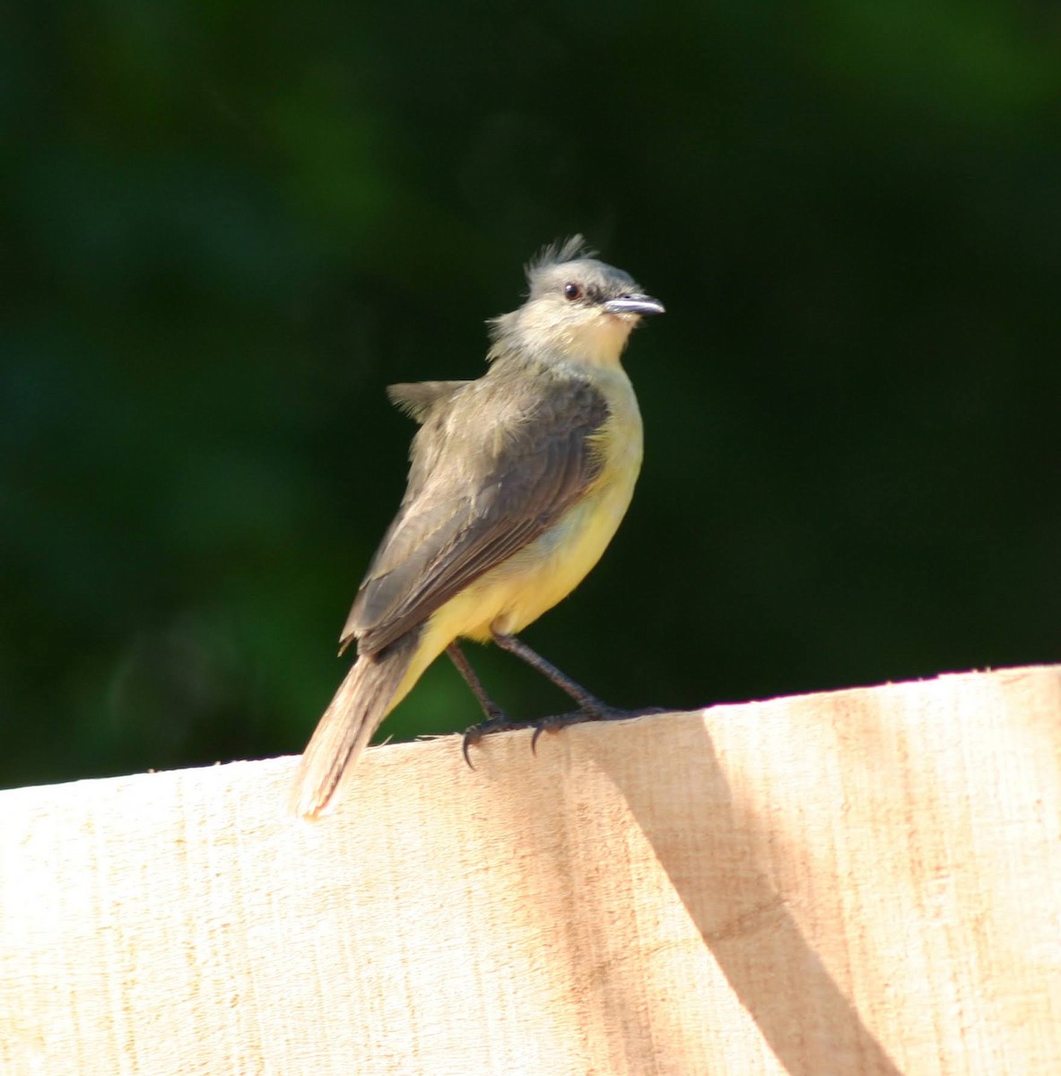 Cattle Tyrant - ML645382944