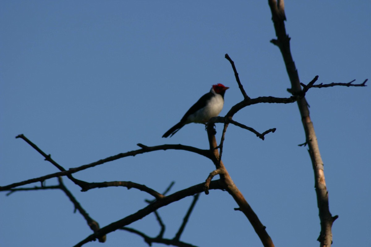 Yellow-billed Cardinal - ML645382945