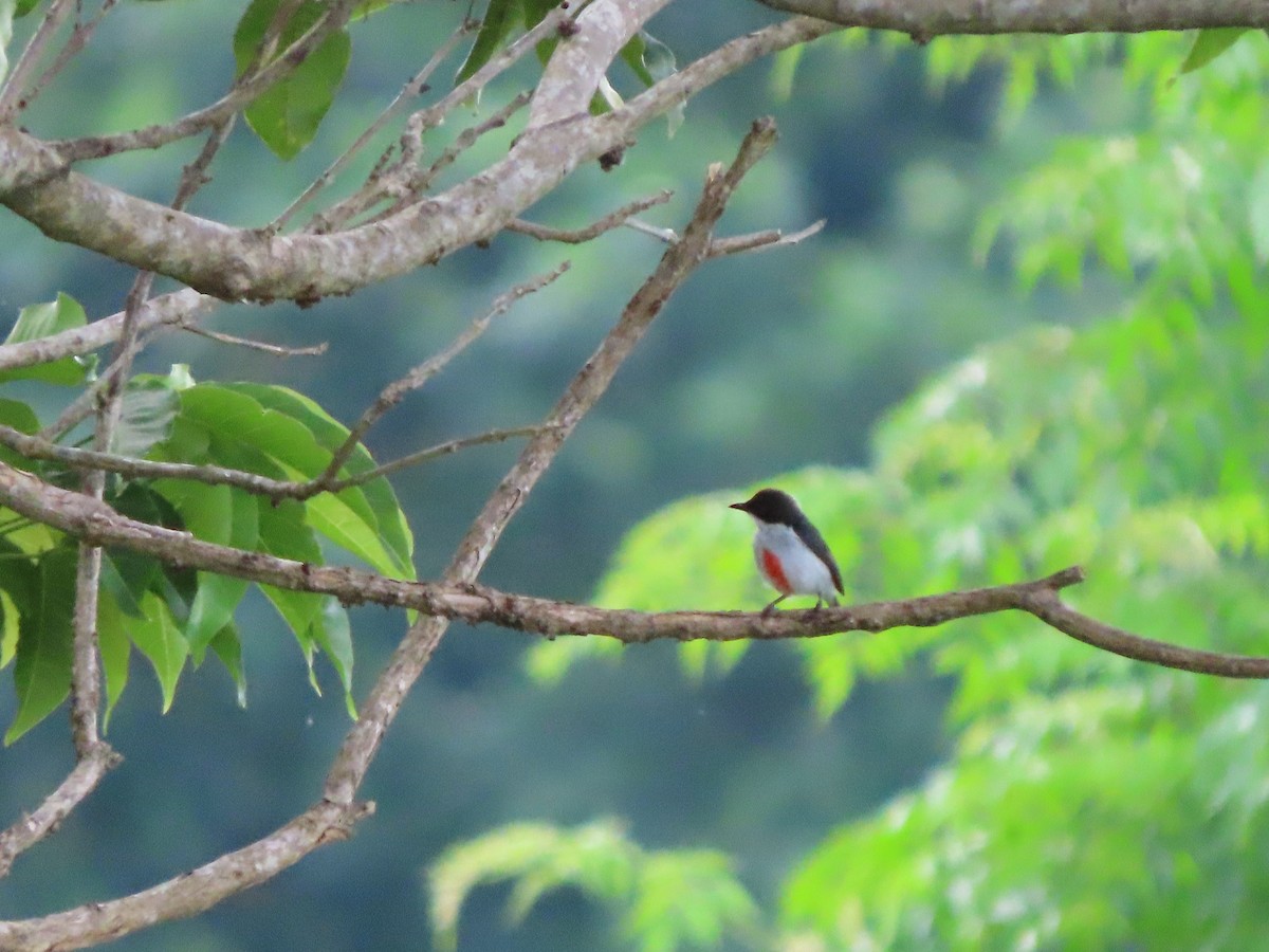 Red-keeled Flowerpecker - ML645382957