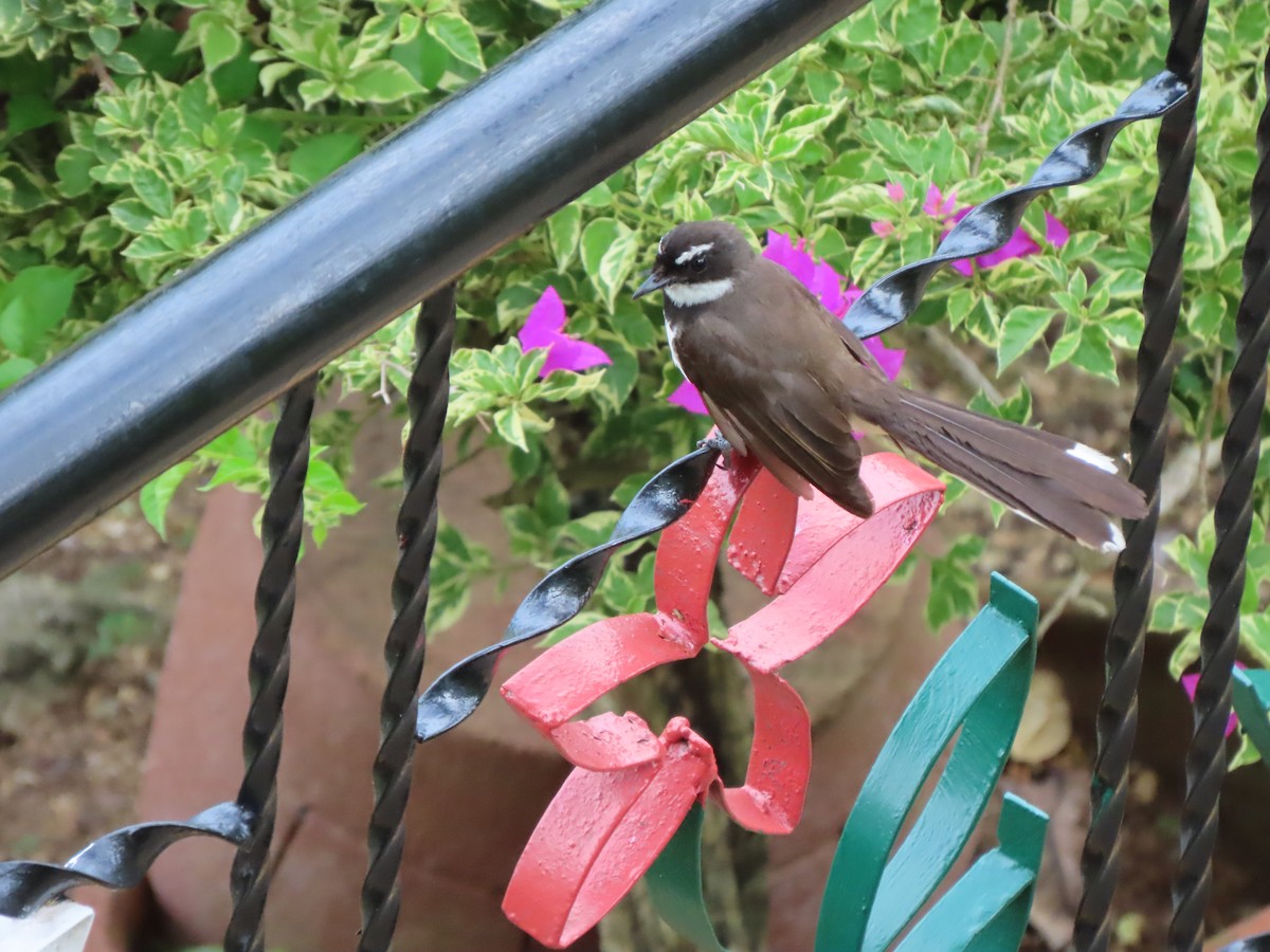 Philippine Pied-Fantail - ML645382965