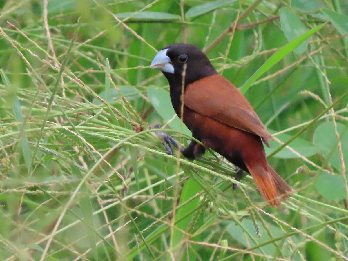 Chestnut Munia (Chestnut) - ML645382975