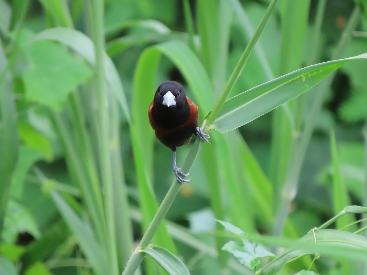 Chestnut Munia (Chestnut) - ML645382976