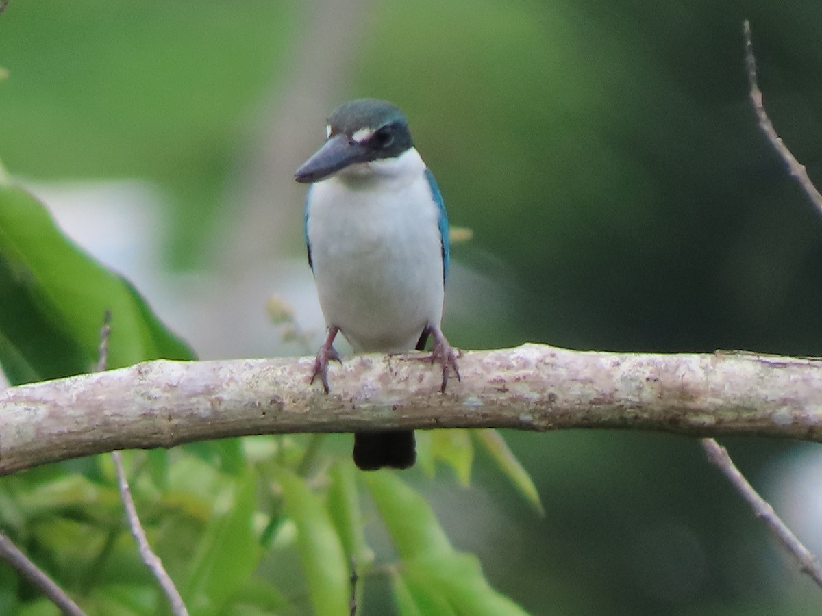 Collared Kingfisher (Collared) - ML645382981