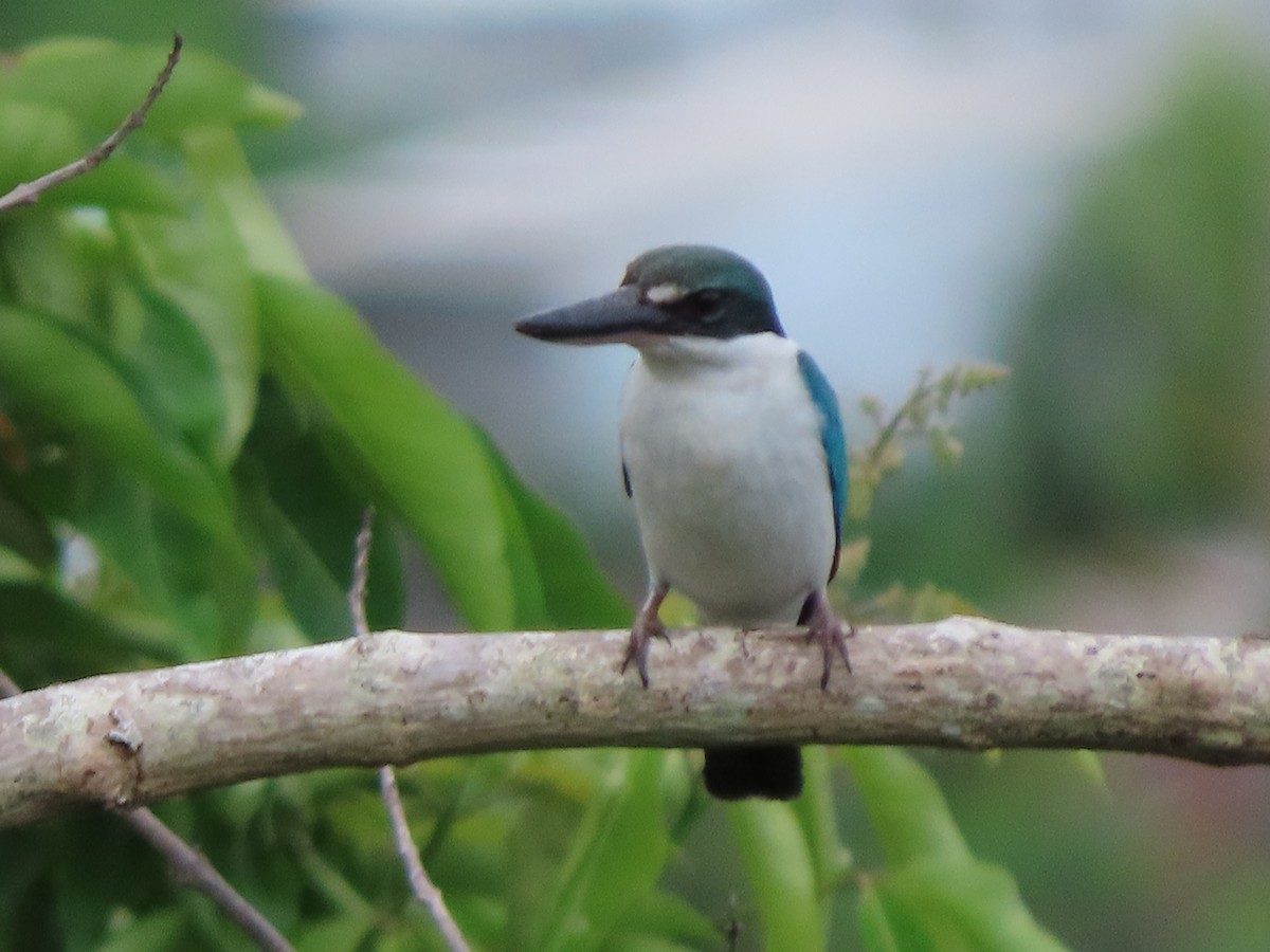 Collared Kingfisher (Collared) - ML645382982