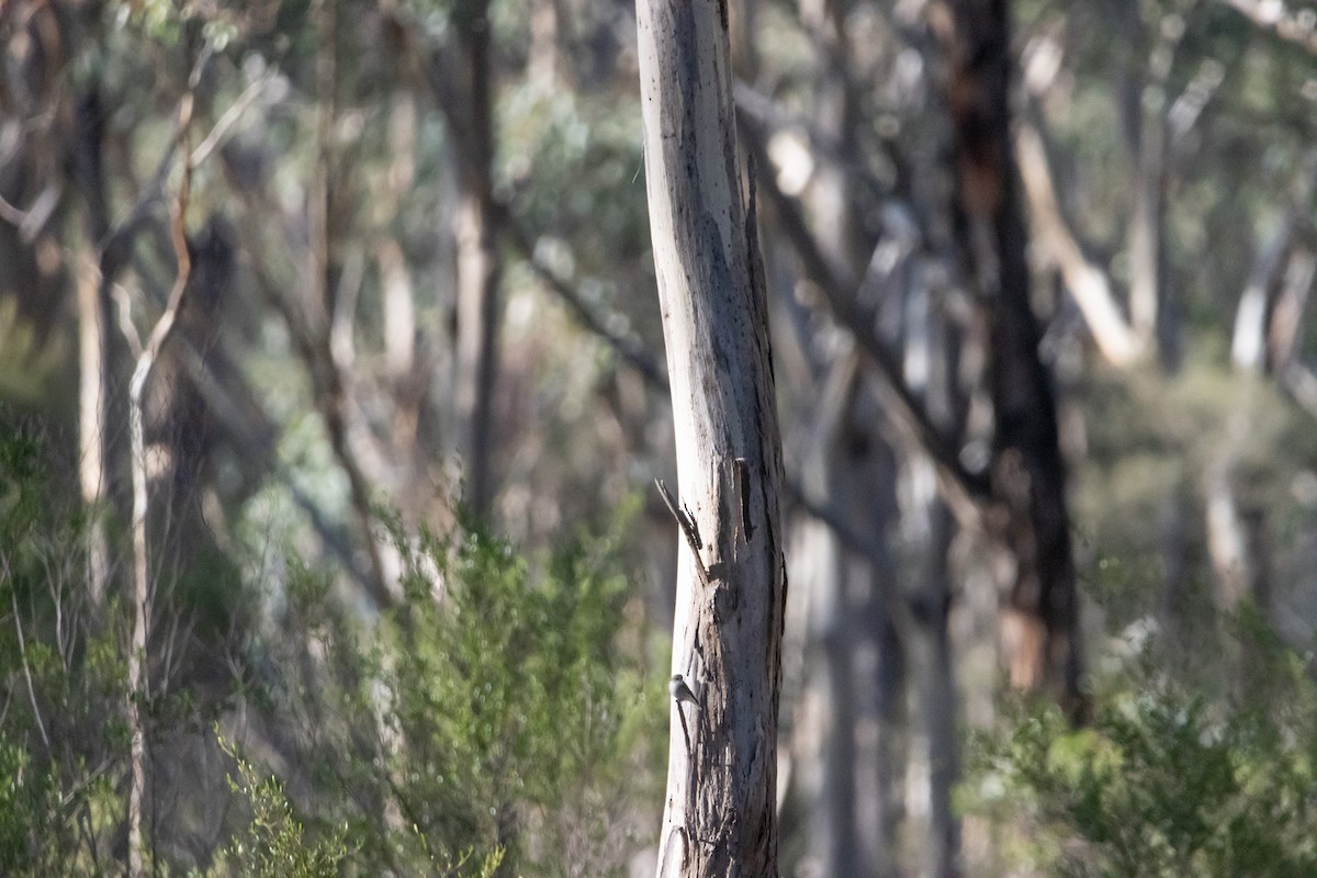 Jacky-winter - ML645382992