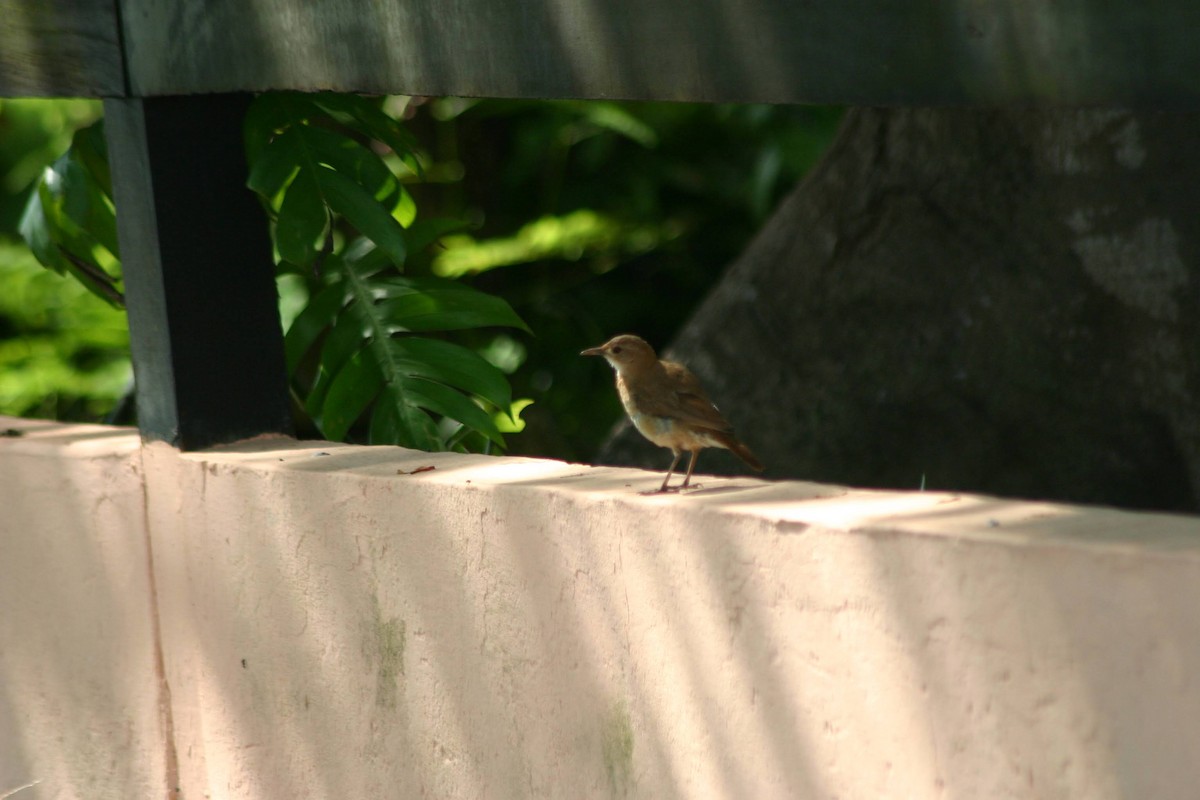 Rufous Hornero - ML645382993