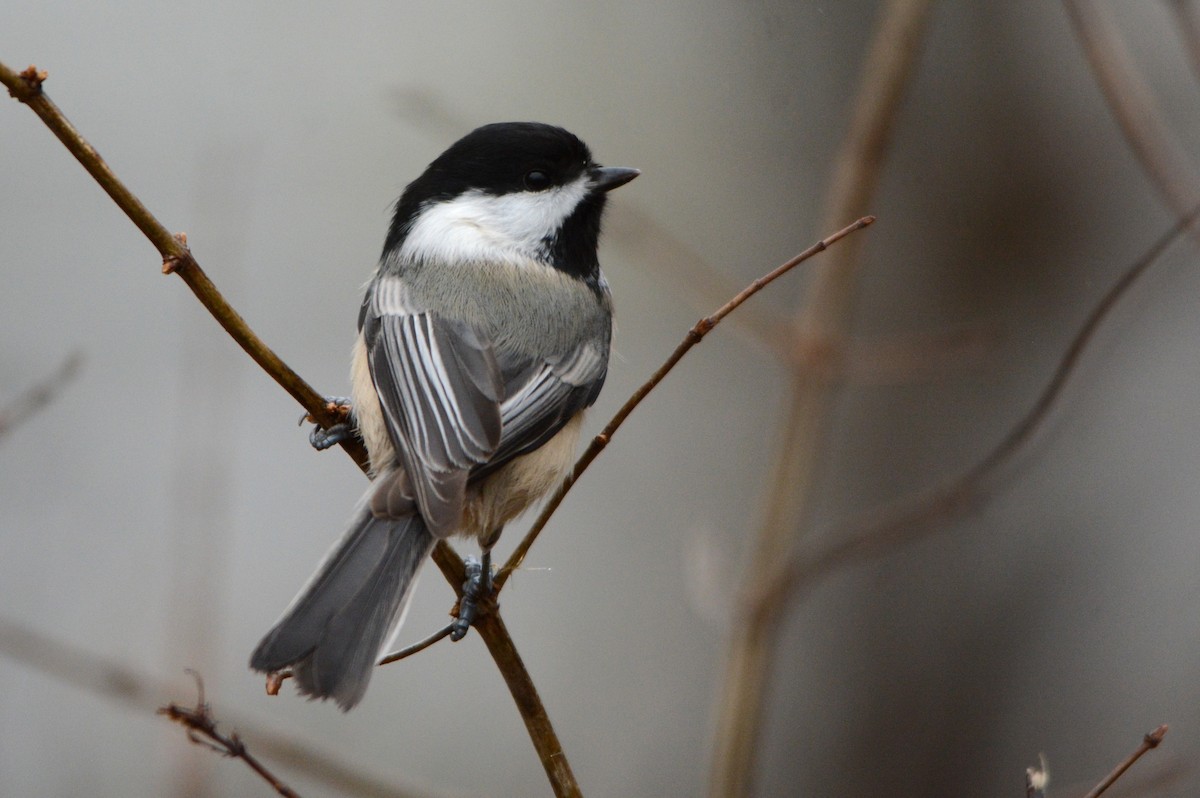 Black-capped Chickadee - ML645382994